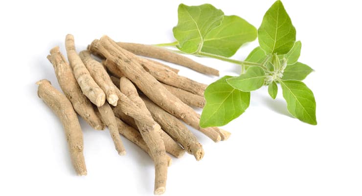 Withania Somnifera or Ashwagandha good for